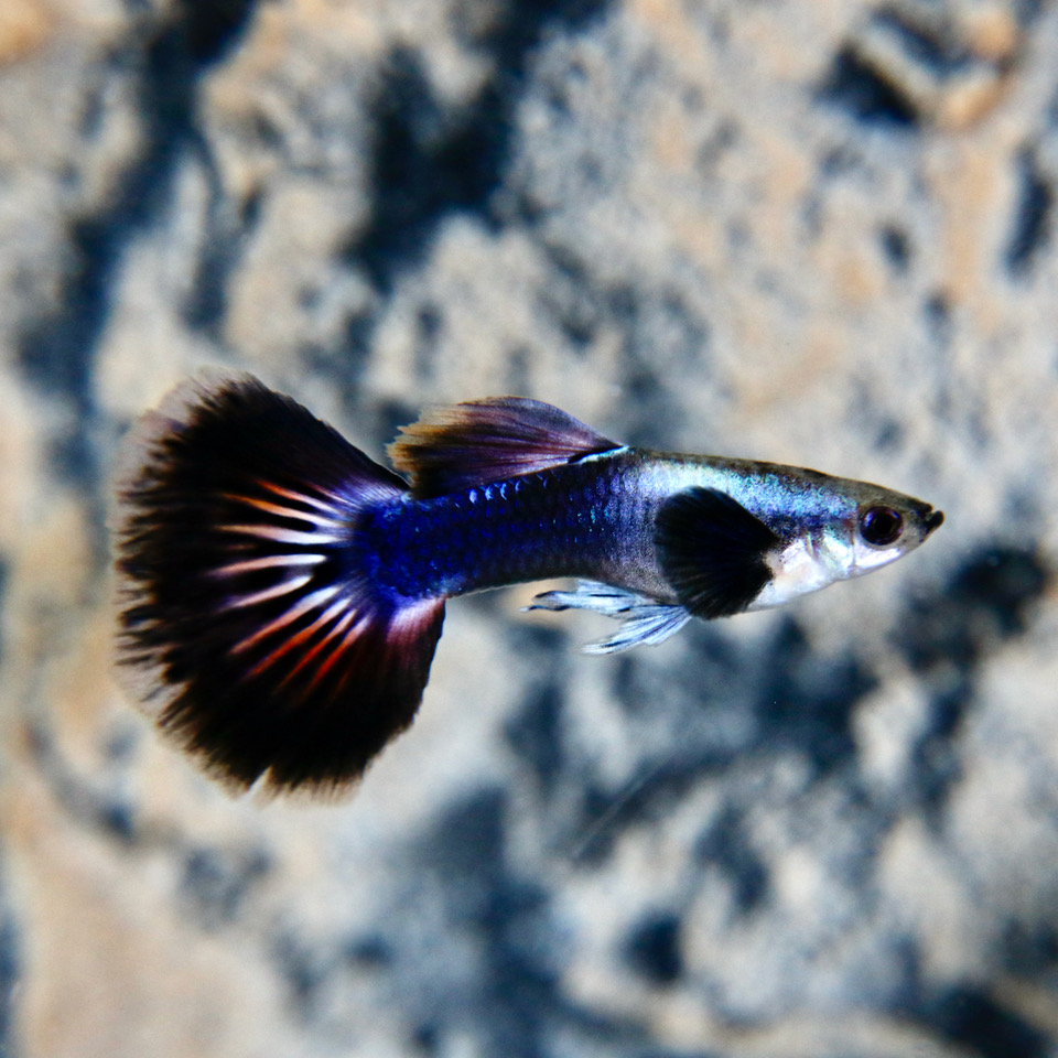 Guppy NL-Kweek